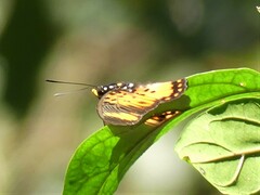 Pseudacraea boisduvalii