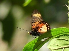Pseudacraea boisduvalii