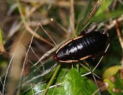 Drymaplaneta communis