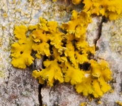 Xanthomendoza ulophyllodes