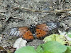 Acraea