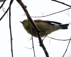 Setophaga castanea
