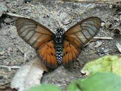 Acraea