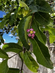 Malpighia emarginata