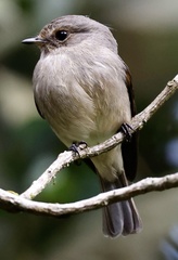Muscicapa adusta