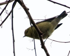 Setophaga castanea