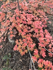 Acer grandidentatum