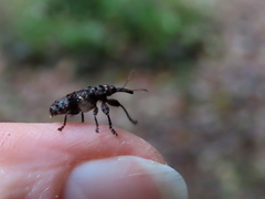 Isacantha dermestiventris