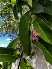 Malpighia emarginata