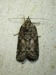 Nycteola