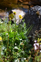 Ranunculus nivalis