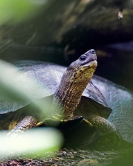 Rhinoclemmys funerea