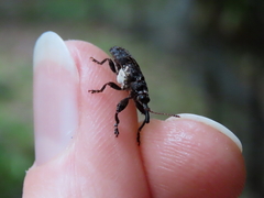 Isacantha dermestiventris