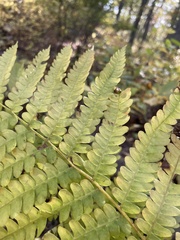 Osmunda claytoniana