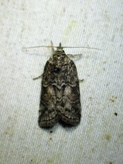 Nycteola