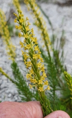 Microdon dubius