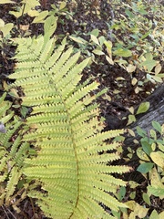 Osmunda claytoniana