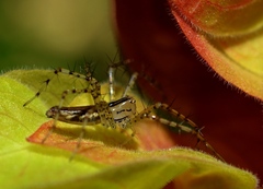 Peucetia rubrolineata