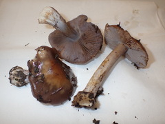 Phlegmacium camptoros