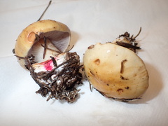 Cortinarius subgracilis