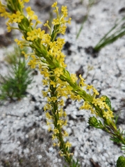 Microdon dubius