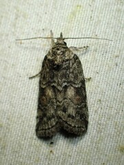 Nycteola