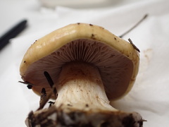 Cortinarius subgracilis