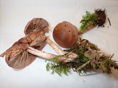 Cortinarius spilomeus