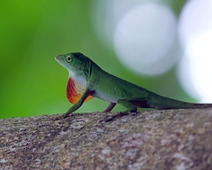 Anolis biporcatus