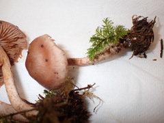 Cortinarius spilomeus