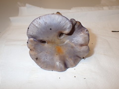 Cortinarius salor