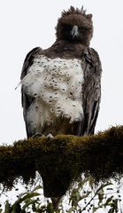 Polemaetus bellicosus
