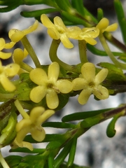 Microdon dubius