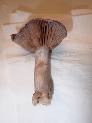 Cortinarius salor