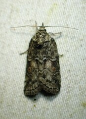 Nycteola