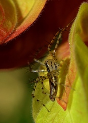 Peucetia rubrolineata
