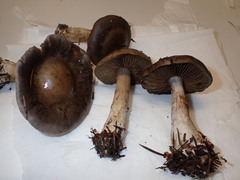 Cortinarius infractus