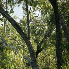 Philemon citreogularis