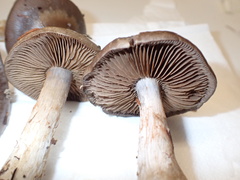 Cortinarius infractus