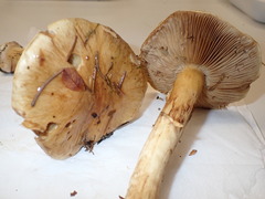 Cortinarius sulfurinus