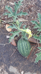 Apodanthera undulata