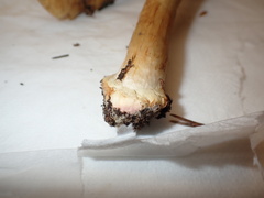 Cortinarius sulfurinus