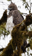 Polemaetus bellicosus