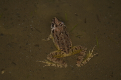 Discoglossus galganoi