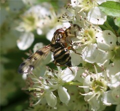 Otites porcus