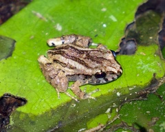 Craugastor polyptychus