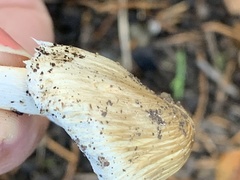 Pseudosperma sororium