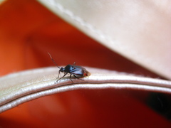Deraeocoris ruber