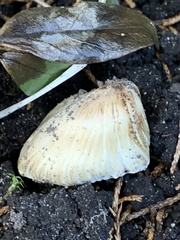 Pseudosperma sororium