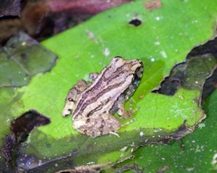 Craugastor polyptychus